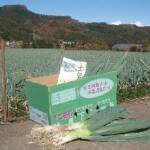 下仁田ねぎ（青箱）