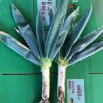 下仁田ねぎ