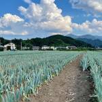 下仁田ねぎ畑