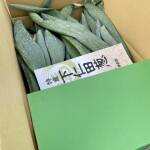 下仁田ねぎ（青箱）