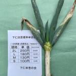 下仁田ねぎ価格2024