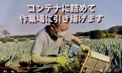 下仁田ねぎ収穫アシスタントのお仕事