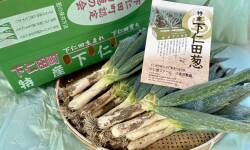 下仁田ねぎ