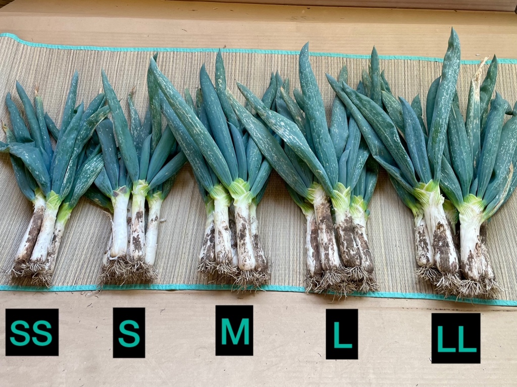 下仁田ねぎサイズ比較