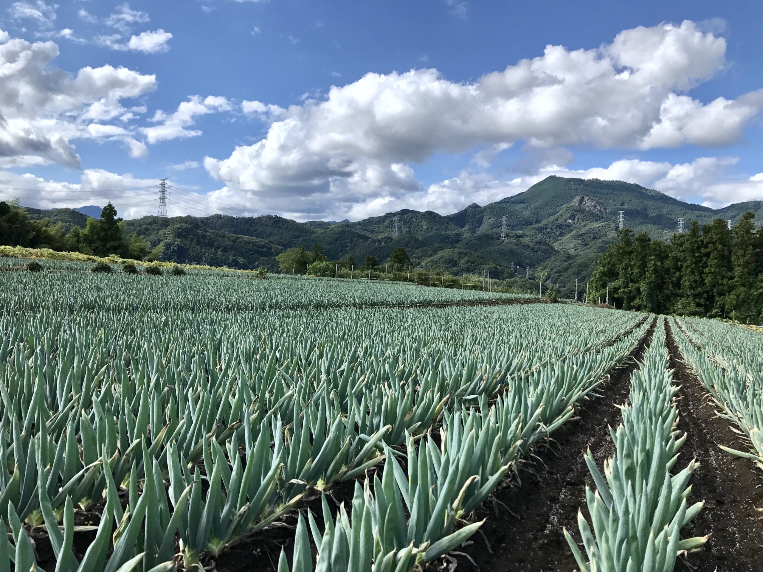 下仁田ねぎ畑 下仁田ねぎ畑